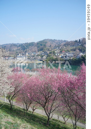 琅鶴湖 満開の梅園 長野市信州新町 琅鶴湖 満開の梅園 長野市信州新町 39459149
