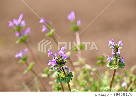 ホトケノザ（仏の座） 39459170