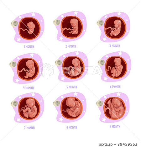 Process of pregnancy from 1st to 9th months. Fetal Process of pregnancy from 1st to 9th months. Fetal 39459563