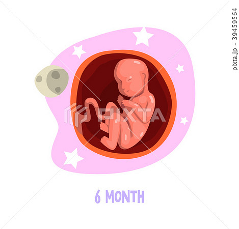 Embryo development. 6th month of pregnancy. Fetus Embryo development. 6th month of pregnancy. Fetus 39459564