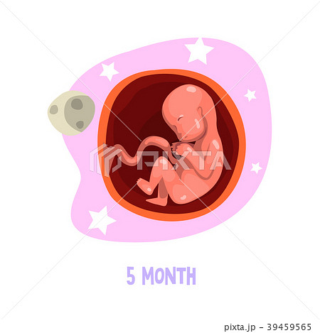 5th month of baby s growth in womb. Fetal 39459565