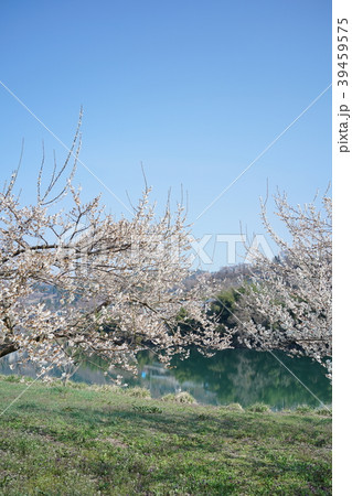 琅鶴湖 満開の梅園 長野市信州新町 琅鶴湖 満開の梅園 長野市信州新町 39459575