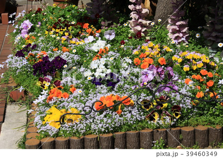 パンジー、ビオラ 39460349