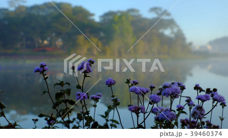 Quiet, peaceful scenery of Than Tho lake, Da Lat Quiet, peaceful scenery of Than Tho lake, Da Lat 39460374