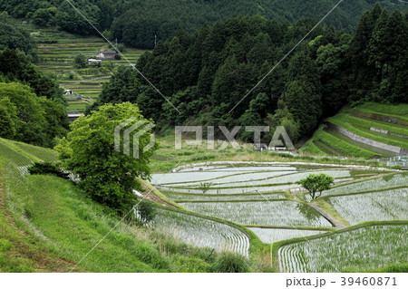 豊能町川尻の棚田 豊能町川尻の棚田 39460871