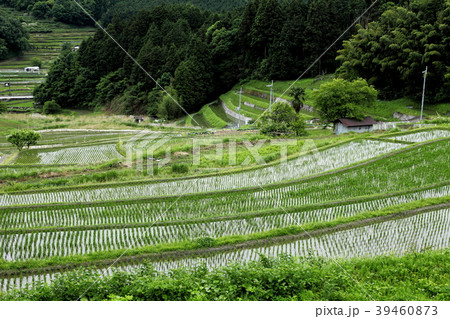 豊能町川尻の棚田 39460873