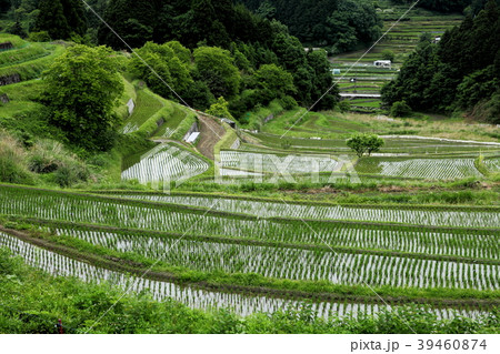 豊能町川尻の棚田 豊能町川尻の棚田 39460874