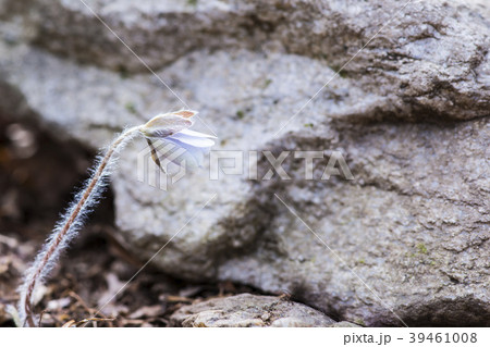 野生の花 自然 花 39461008