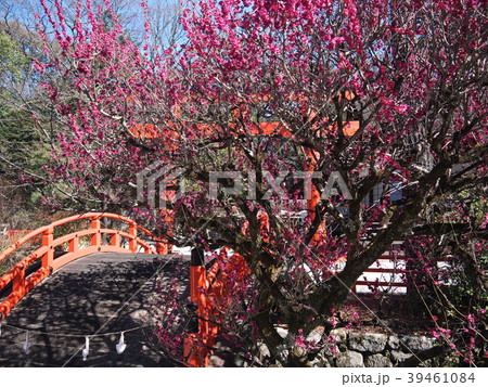 下鴨神社 光琳の梅 下鴨神社 光琳の梅 39461084