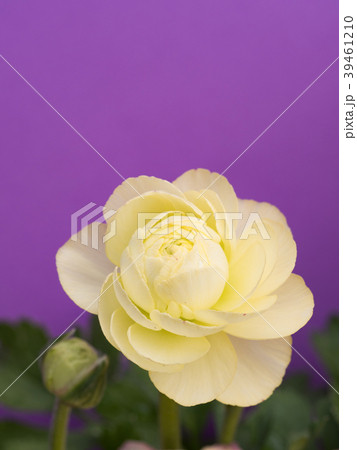 ラナンキュラス 39461210