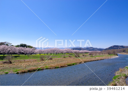 里山の桜並木の開花 都幾川桜堤　a-3 広角 空広め 39461214