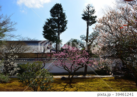 相国寺塔頭 豊光寺の梅 相国寺塔頭 豊光寺の梅 39461241