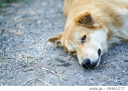 adorable young Thai brown dog are sleeping adorable young Thai brown dog are sleeping 39461277