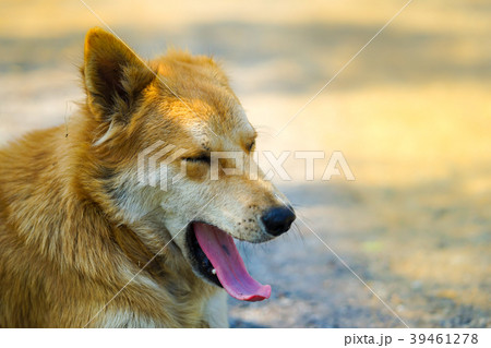 adorable young Thai brown dog with sunlight adorable young Thai brown dog with sunlight 39461278