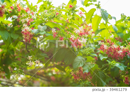 Combretum indicum rangoon flowers petal colorful 39461279