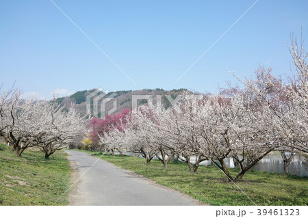 琅鶴湖:ろうかく梅園:満開の梅 長野市信州新町 琅鶴湖:ろうかく梅園:満開の梅 長野市信州新町 39461323