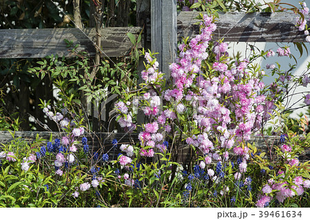 春の木花 庭桜の写真素材