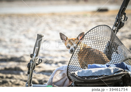 Chihuahua dog sits in bicycle cart enjoying sunny Chihuahua dog sits in bicycle cart enjoying sunny 39461754