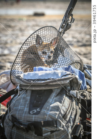 Chihuahua dog sits in bicycle cart enjoying sunny Chihuahua dog sits in bicycle cart enjoying sunny 39461755