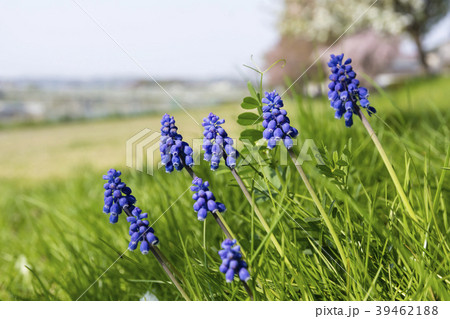 春の花 ムスカリ 春の花 ムスカリ 39462188