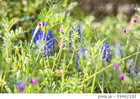 春の花 ムスカリ 春の花 ムスカリ 39462192