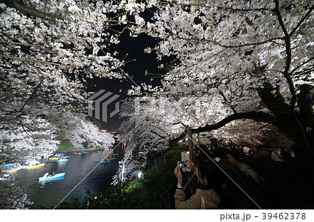 日本の東京都市景観　ライトアップされた桜の花を楽しむ人々＝東京都千代田区（千鳥ヶ淵） 39462378
