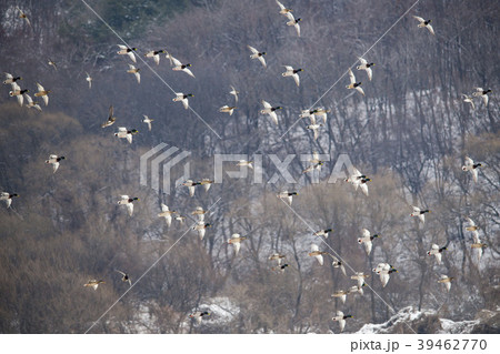 鉄原郡 江原道 自然 39462770