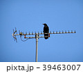 カラス 39463007
