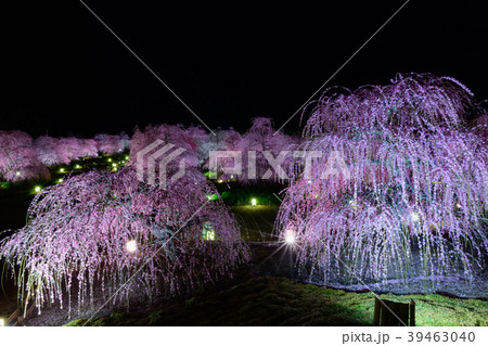 鈴鹿の森庭園2018 39463040