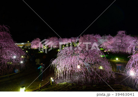 鈴鹿の森庭園2018 39463041