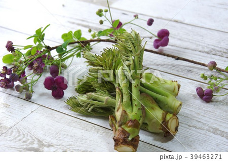 蕨(山菜)とアケビの花 蕨(山菜)とアケビの花 39463271