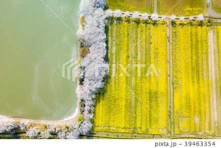 藤原宮跡の桜と菜の花 39463354