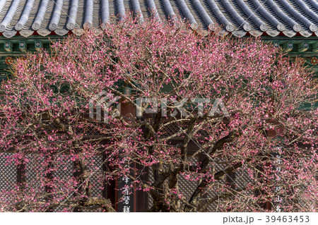 通度寺 紅梅 梁山市 39463453