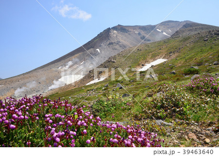 花咲く初夏の大雪山 39463640