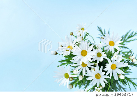 マーガレットの花束の写真素材