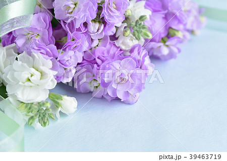 ストックの花束の写真素材