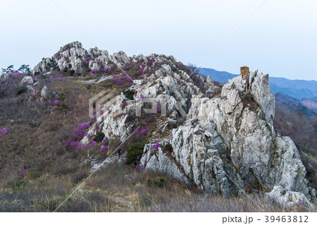 ツツジ 花 風景 39463812