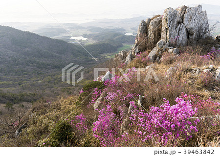 ツツジ 花 風景 39463842