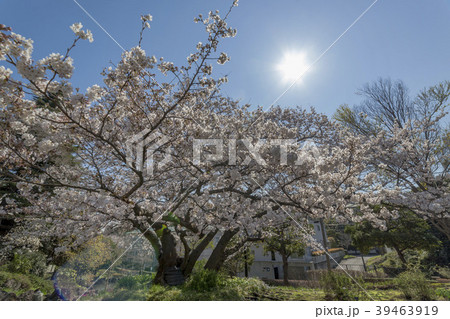 横浜の桜 横浜の桜 39463919