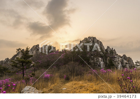 ツツジ 花 風景 39464173