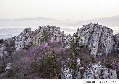 ツツジ 花 崖 39464197