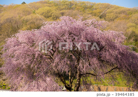 まつもと滝桜 39464385