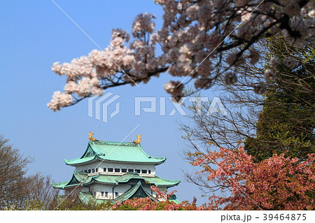 満開の桜と名古屋城 39464875