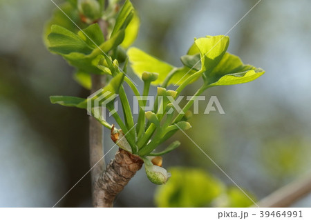 自然 植物 イチョウ 葉の展開が始まって一週間目の雌花 順調に成長しています 受粉完了でしょうかの写真素材
