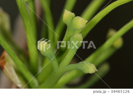 自然　植物　イチョウ、一週間目の雌花。花の先端の様子が以前と違います。受粉成功？ 39465126