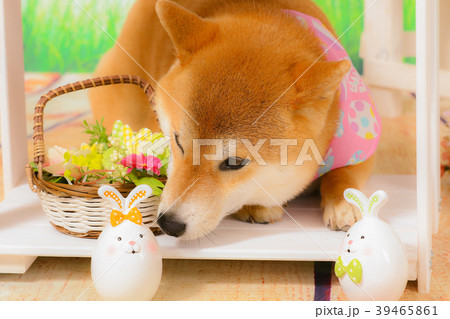 イースターと犬 イースターと犬 39465861