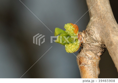 自然 植物 イチョウ 芽が割れて二日目の雄花 どうやって入っていたの というくらいのボリュームの写真素材
