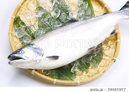 サクラマス 食材 サクラマス 食材 39465957