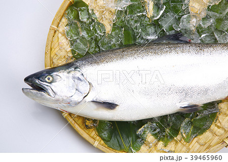 サクラマス　食材 39465960