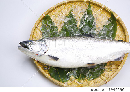 サクラマス　食材 39465964